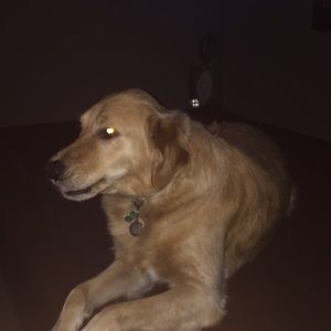 Meet your Posher, Joe